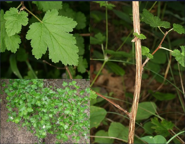 <p>- Leaves simple, alternate</p><p>- Flowers small, in terminal clusters, white</p><p>- Fruit not a berry</p><p>- Bark very shreddy, striated</p><p>- Leaves palmately lobed and veined</p><p>- Long terminal lobe</p>