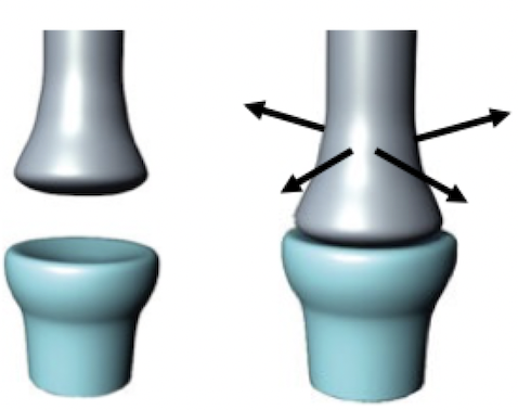 <p><strong>Biaxial</strong>: permits motion across two axes</p><ul><li><p>﻿﻿Oval articular face (condyle) sits within a depression on the opposing surface</p></li><li><p>﻿﻿Flexion, extension, abduction, adduction (and circumduction)</p></li></ul><p>Ex. Metacarpophalangeal joints 1-5 of the hand</p>