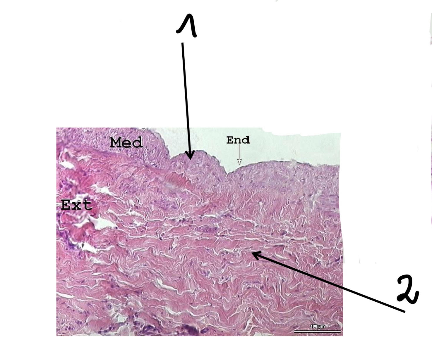 term image