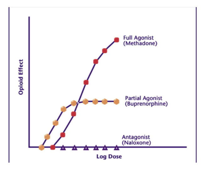 <p>A drug/ligand with high affinity and high intrinsic activity that can activate the receptor to produce a maximal response.</p>