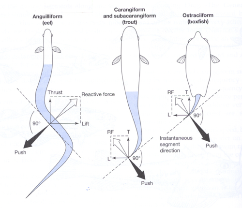 <p>Front half body rigid, back half produces waves and contractions</p><p>• Examples: jack, trout, horse mackerel</p>