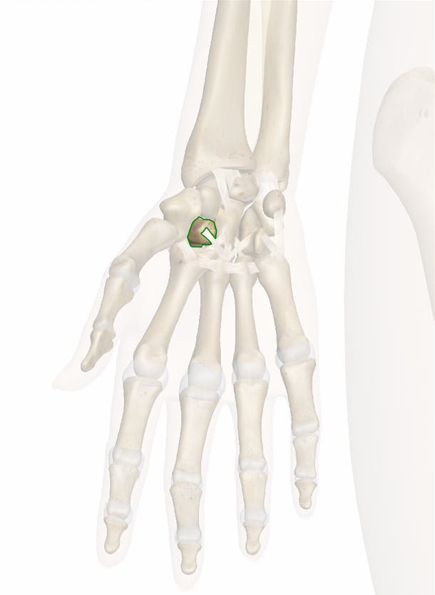 <p>between scaphoid and <span>first metacarpal</span></p>