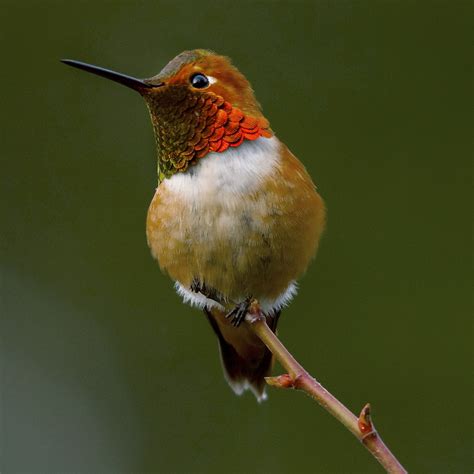 Red colored, white throat, small, fast moving Males: Mostly orange/red Females: greener backs with red concentrated on throat
