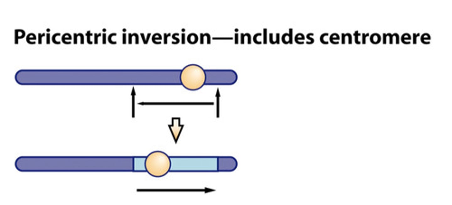 <p>An inversion in which the centromere is located within the inverted region of the chromosome.</p>