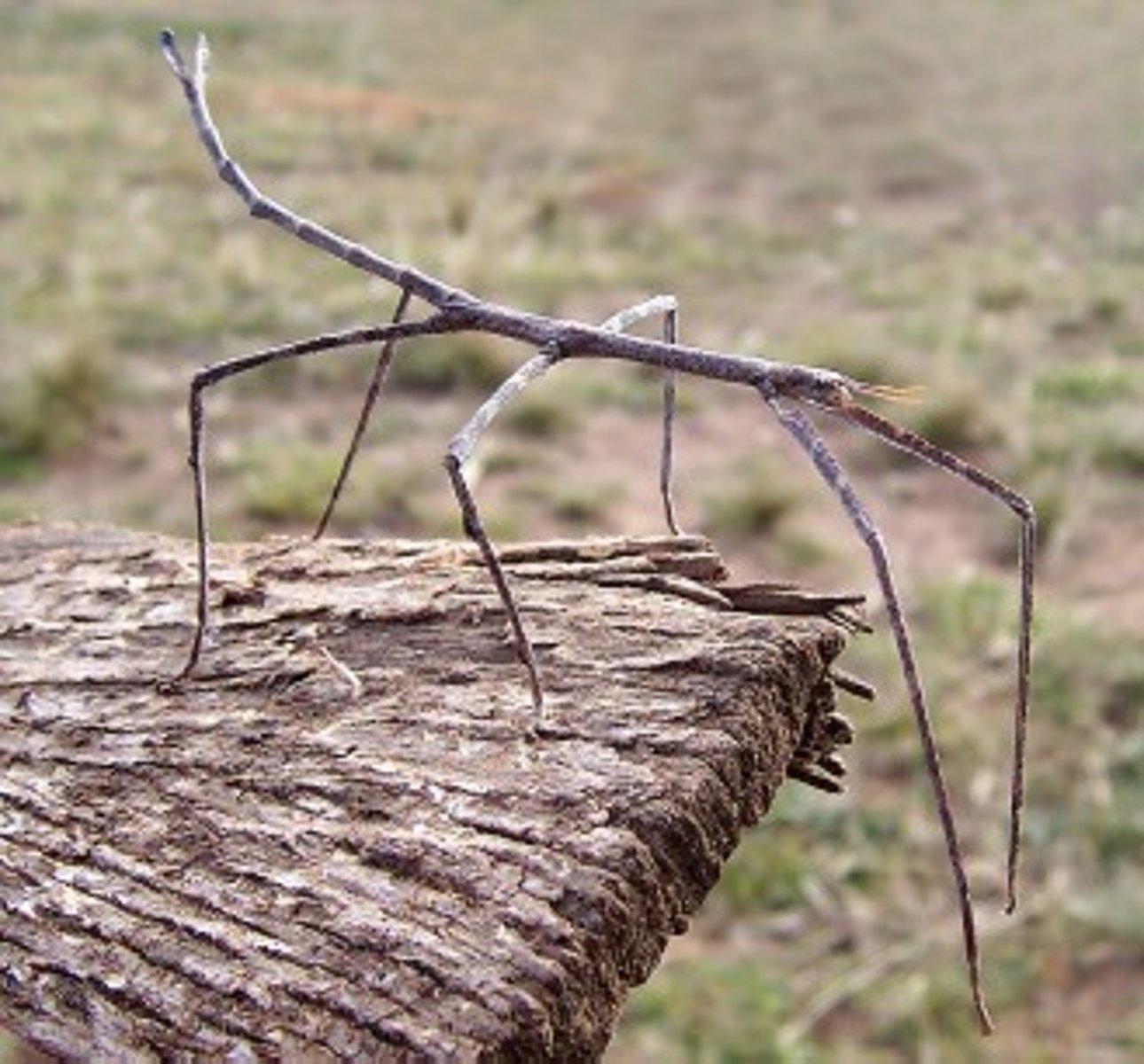 <p>Construct a dichotomous key (next page) for the following six insects using their family names</p>