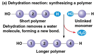 <p>Dehydration reaction</p>