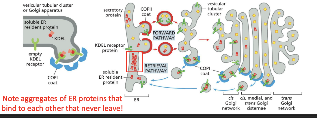 <p>C-terminal of proteins: </p><p>Membrane = Lys-Lys-X-X (KKXX) </p><p>Soluble = Lys-Asp-Gly-Leu (KDEL)</p>