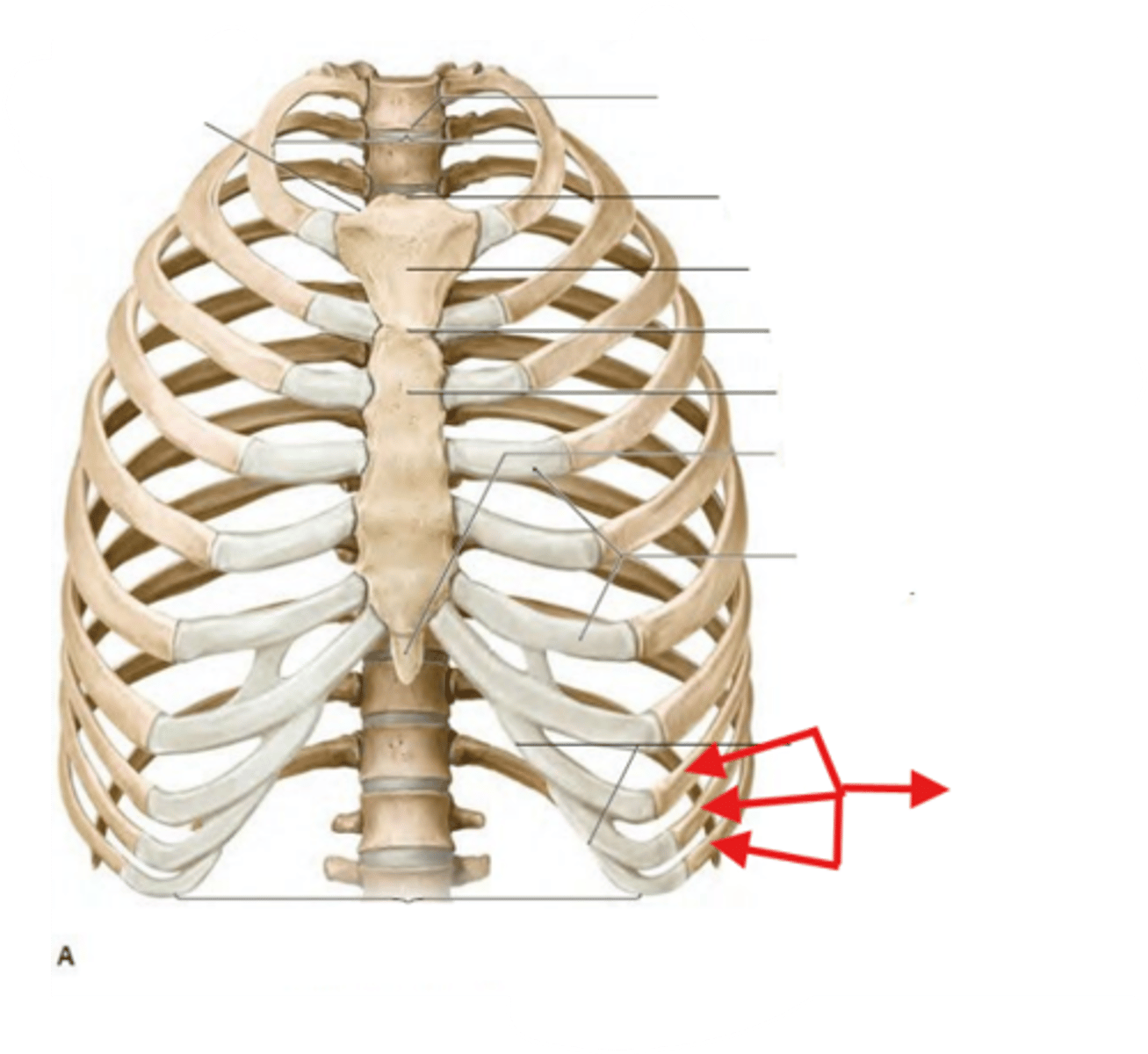 <p>Rib 8 to 10 are known as?</p>