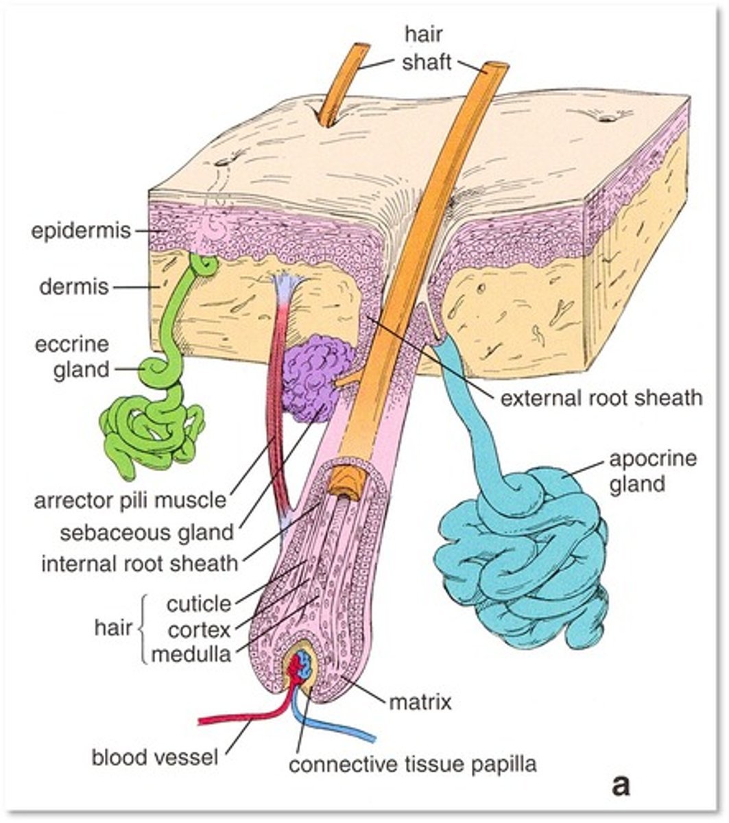 <p>- hair follicle</p><p>- nails</p><p>- sebaceous glands (secretes sebum to coat hair)</p><p>- eccrine glands (sweat)</p><p>- apocrine glands (pheromone + body odour? but no definite function).</p>