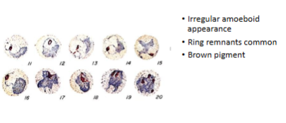 <p>What is the genus, species, and stage of this parasite?</p>