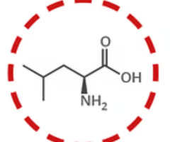 <p>leucine (leu, l)</p>