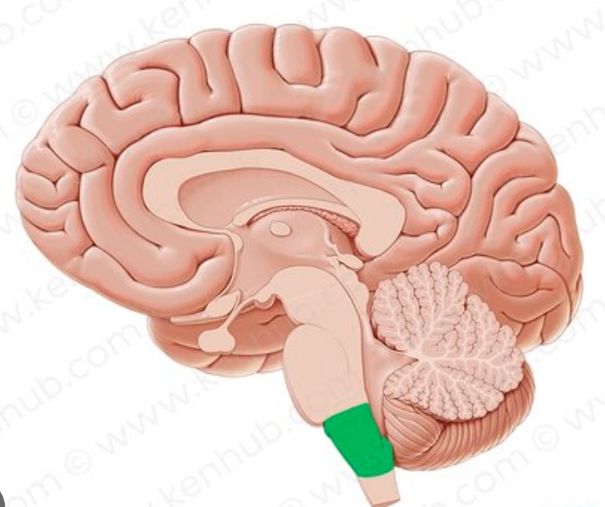 <p><span>connects the pons and spinal cord and controls essential processes like breathing, heart rate, blood pressure, and reflexes like swallowing and coughing</span></p>