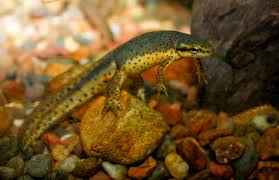 <p>Eastern Newt</p>