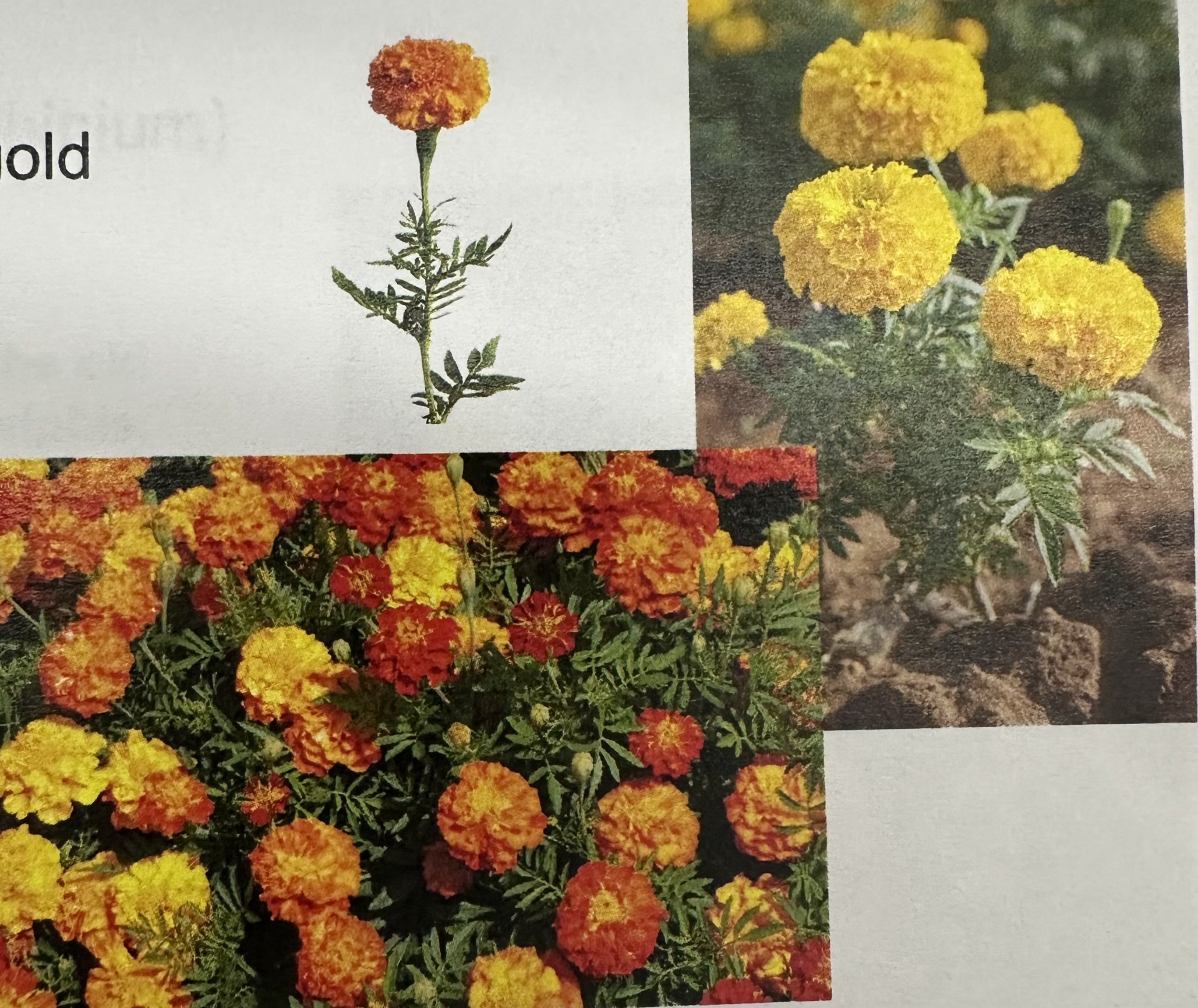 <p>Tagetes </p>