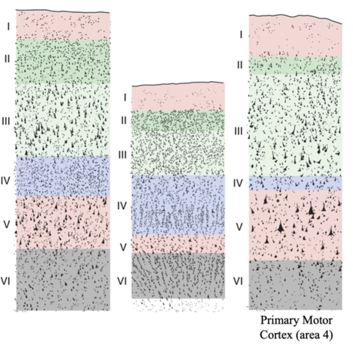 <p>inner pyramidal layer</p>