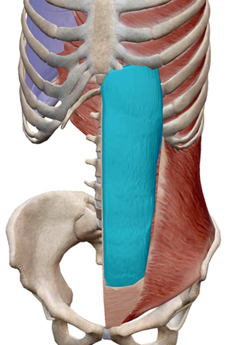 <p>What muscles is this?</p>