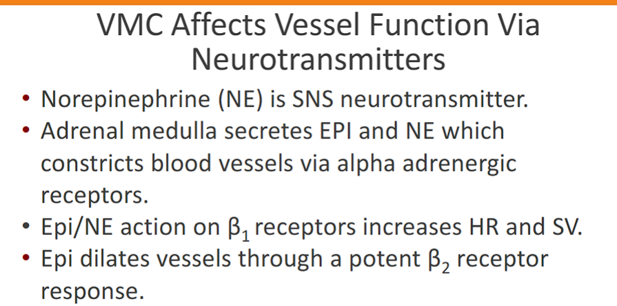 <p>Adrenal medulla secretes EPI and NE which constricts blood vessels via alpha adrenergic receptors</p><p>Epi/NE action on β1 receptors increases HR and SV</p><p>Epi dilates vessels through a potent β2 receptor response</p>
