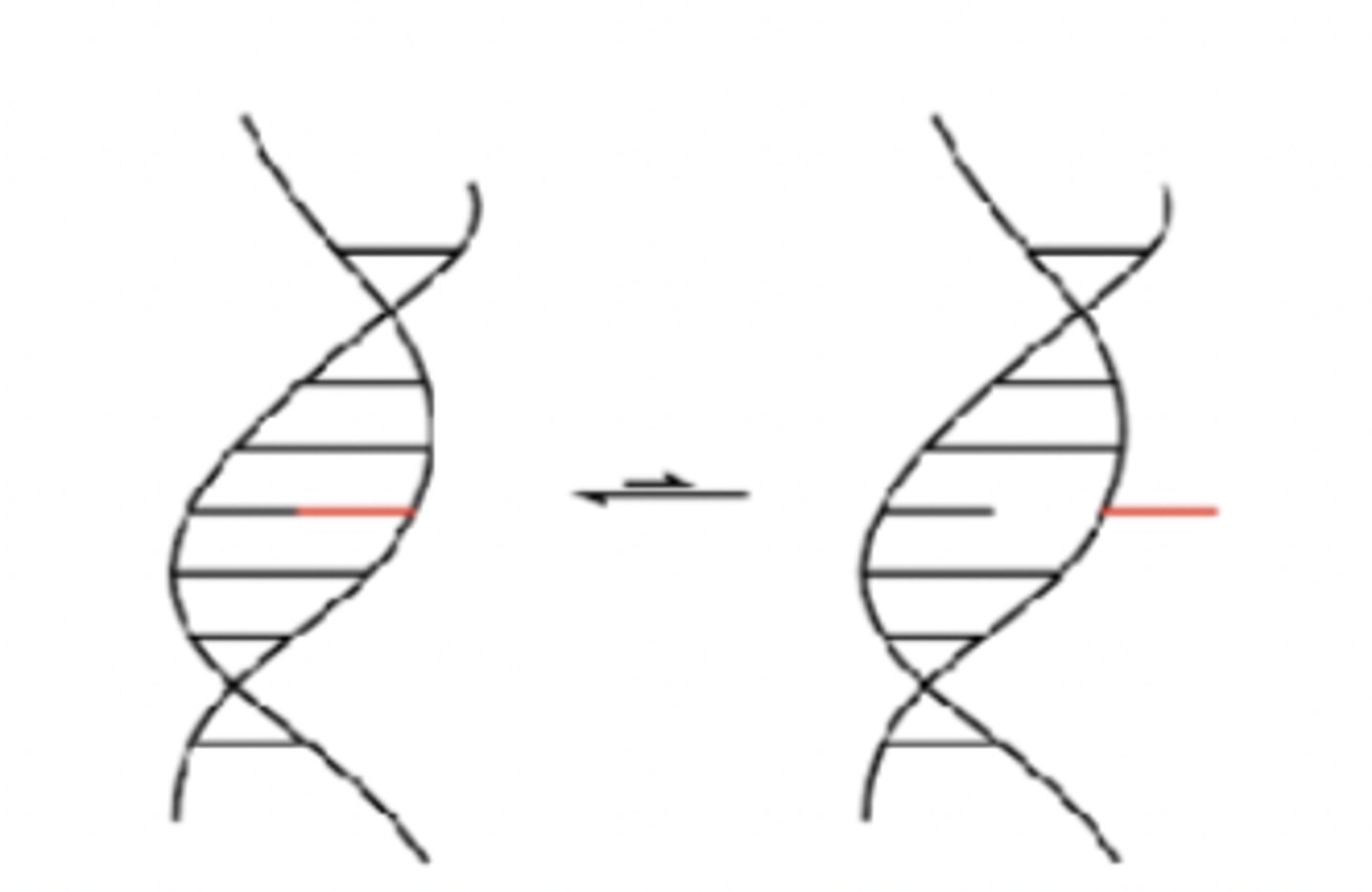 <p>- polymerase (POLRMT) is not multi-subunit (i.e., no sigma subunit)</p><p>- termination involved mTERF protein, which induces base flipping in DNA</p>