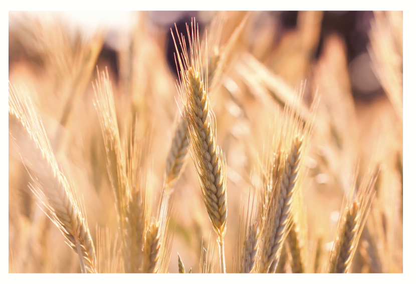 <p><strong><u>8 categories in International Feed Identification System (IFN)</u></strong></p><p><strong>Less than 18% crude fibre</strong> and <strong>greater than 70% total digestible nutrients</strong> (TDN; measure of energy), but <strong>less than 20% crude protein (CP)</strong>.</p><ul><li><p>Cereal grains</p></li><li><p>Milling by-products of cereal grains</p></li><li><p>Beet pulp (byproduct of sugar beets)</p></li><li><p>Molasses (refining process in sugar)</p></li><li><p>Screenings</p></li><li><p>Tallow and other fats</p></li><li><p>Many others</p></li></ul><p></p>