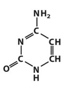 Pyrimidine nitrogenous base that pairs with Guanine with DNA