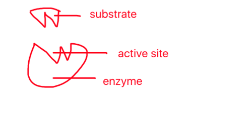 1. Active site has specific shapes
2. the shape of active site is complementary to a specific substrate
3. substrate-enzyme-complex is formed
4. which lowers the activation energy, reaction rate is increased
5. products have different shapes, products leave the active site
6. enzyme/active site can be reused