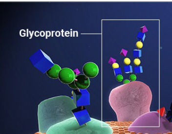 <p class="p2"><strong>Glycoproteins = integral membrane proteins<span> </span></strong></p><p class="p3">(located within the phospholipid bilayer of cells’ membranes) <strong><span>with </span>short </strong><span>outside-facing </span><strong>carbohydrate <span>chain</span>s attached to them<span> </span></strong>→ recognized by other receptors</p>
