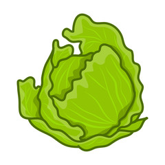 <p>Lettuce</p>