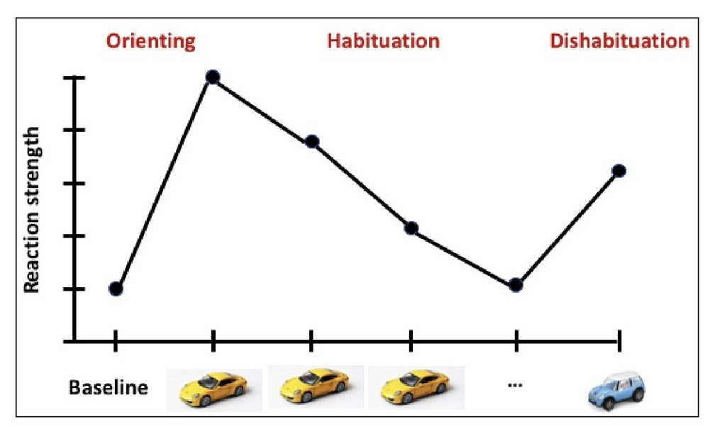<ol><li><p><strong>Orientation</strong> <strong>response</strong></p></li><li><p><strong>Habituation</strong>: slow, changed, or stopped response to repeated presentation of the same stimulus</p></li><li><p><strong>Dishabituation</strong>: Increase in response to a new stimulus or habituated stimulus after introducing a deviant</p></li></ol>