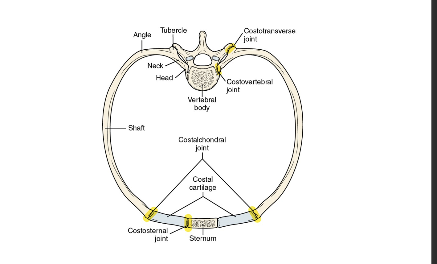 <p>are joints formed between the ribs and the vertebrae, allowing for movement during breathing and providing stability to the thoracic cage. </p>