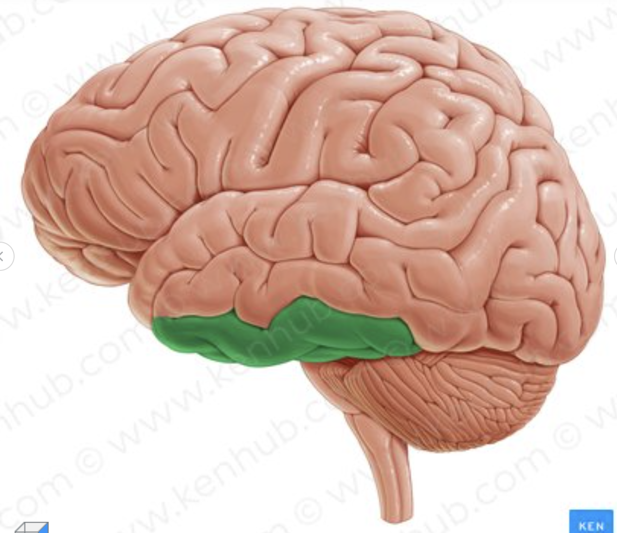 <p>Which gyrus is in green?</p>