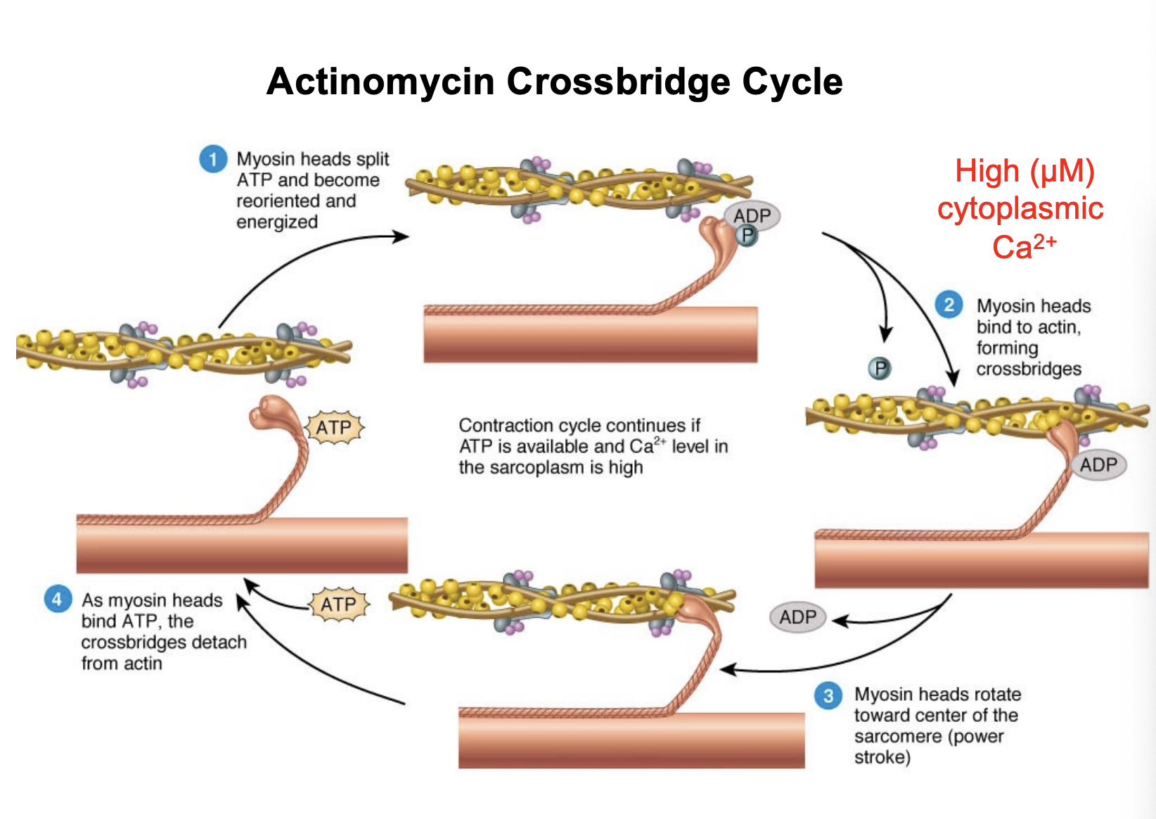 <p><span style="background-color: transparent;"><strong><span>Regulation:</span></strong><span> In a resting state, the interaction between actin and myosin is blocked. When Ca²⁺ is released, it binds to </span><strong><span>Troponin C</span></strong><span>. This causes a shift in the troponin-tropomyosin complex, exposing the binding sites on the actin filament.</span></span></p><p><span style="background-color: transparent;"><strong><span>The Cycle:</span></strong><span> Myosin heads then bind to actin, forming "cross-bridges." They use energy from </span><strong><span>ATP</span></strong><span> to pull the actin filaments toward the center of the sarcomere (the power stroke).</span></span></p><p></p>