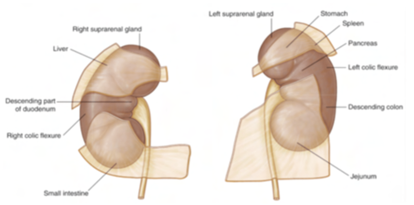 <p>Retroperitoneal viscera will therefore be fixed, attached to the muscles, whilst intraperitoneal may have some mobility</p>