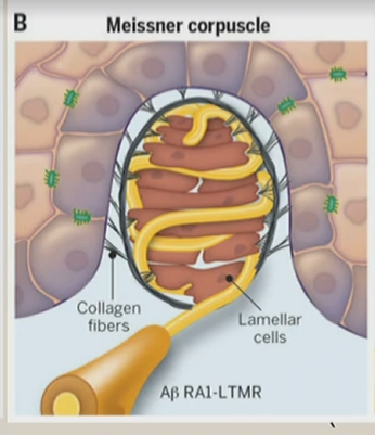 <p>type of surrounding capsule </p><p>contain modified Schwann cells, arranged as horizontal lamellae</p>