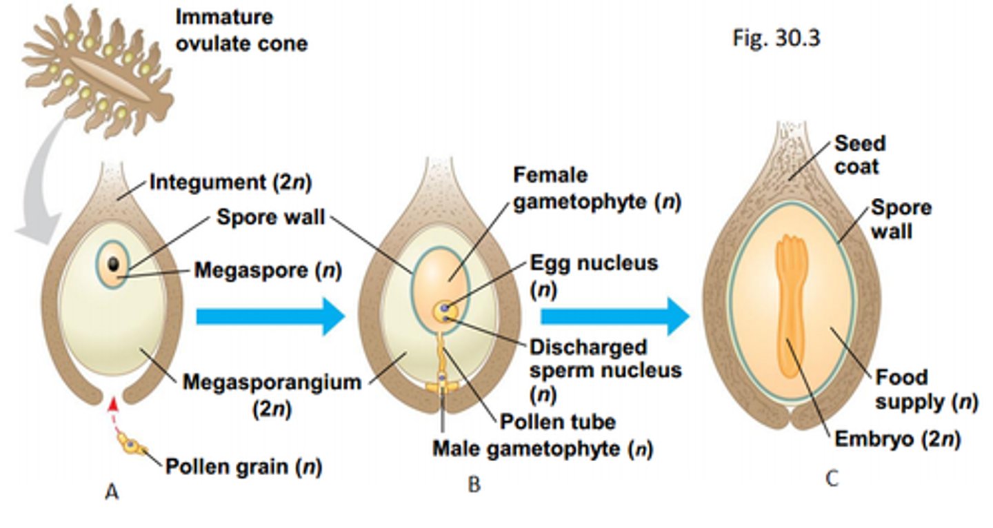 <p>contains sporophyte (2n), megagametophyte (n), seed coat from integument (2n)</p>