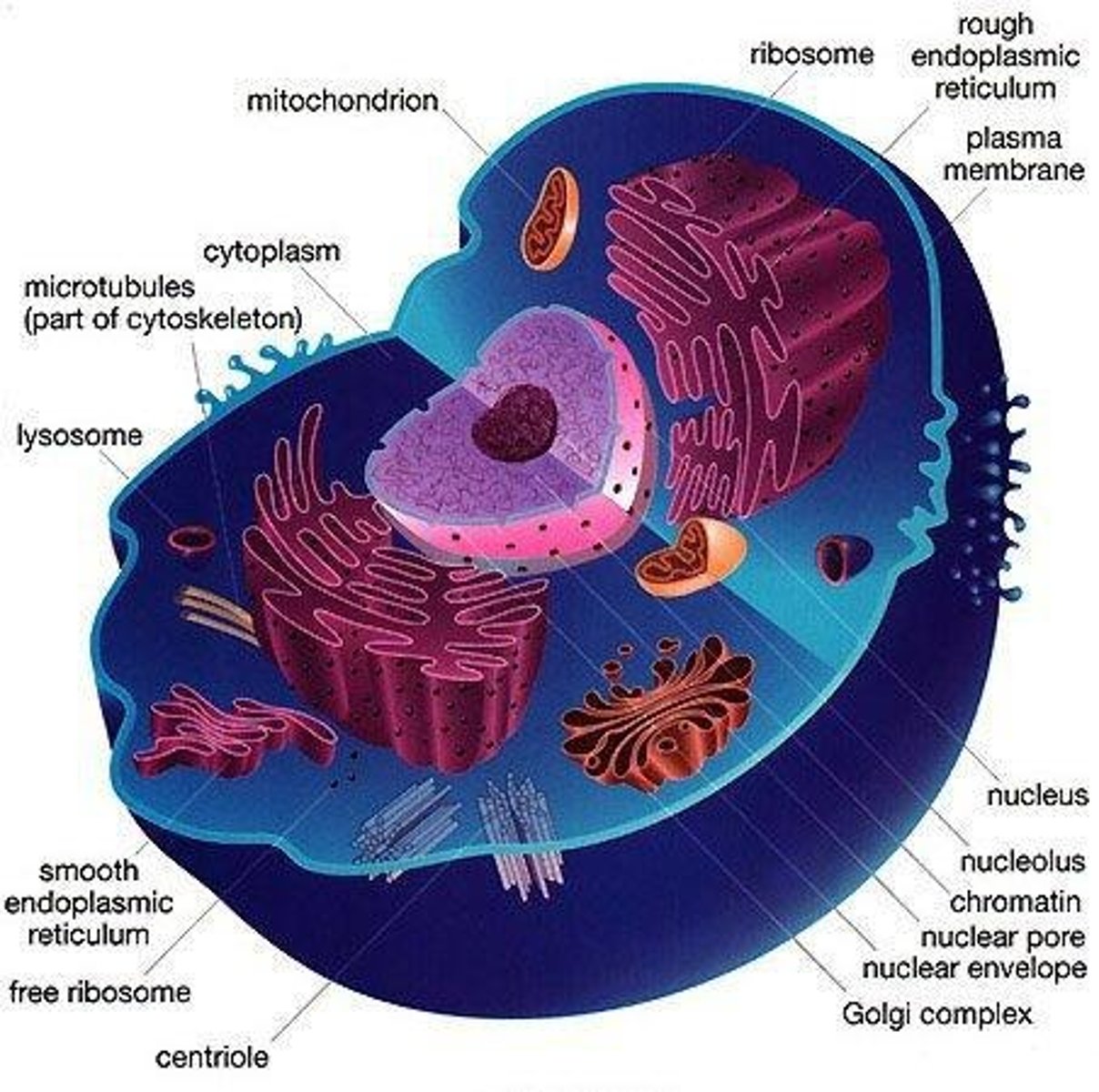 <p>Contain hydrolytic enzymes; digestion of nutrients, bacteria, and damaged organelles.</p>