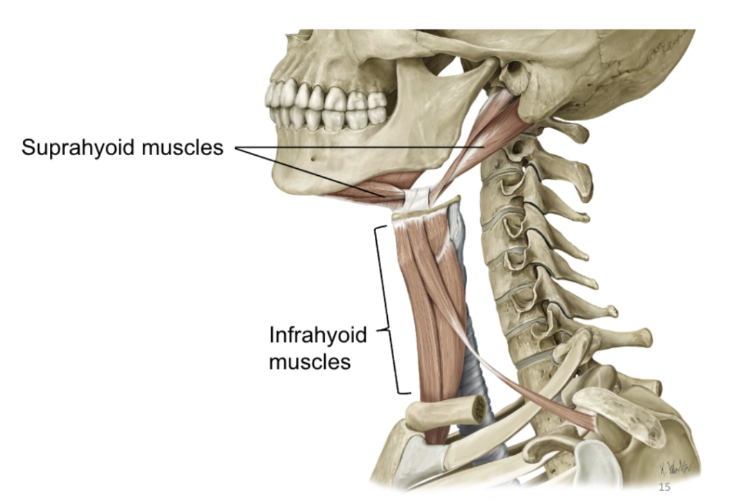 <p>supra- and infrahyoid muscles</p>