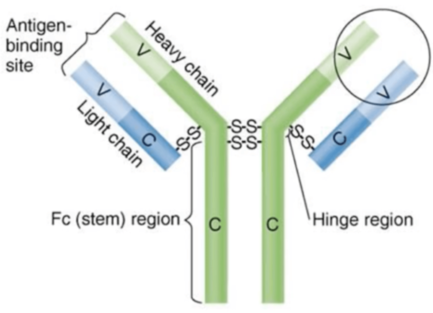 <p>Humoral immunity</p><p>- Immunoglobulins (Ig) that bind to antigens</p><p>- Major effector molecules of humoral immunity</p><p>- Major components:</p><p>1. Structures</p><p>2. 5 classes</p><p>3. 5 effects of binding</p>