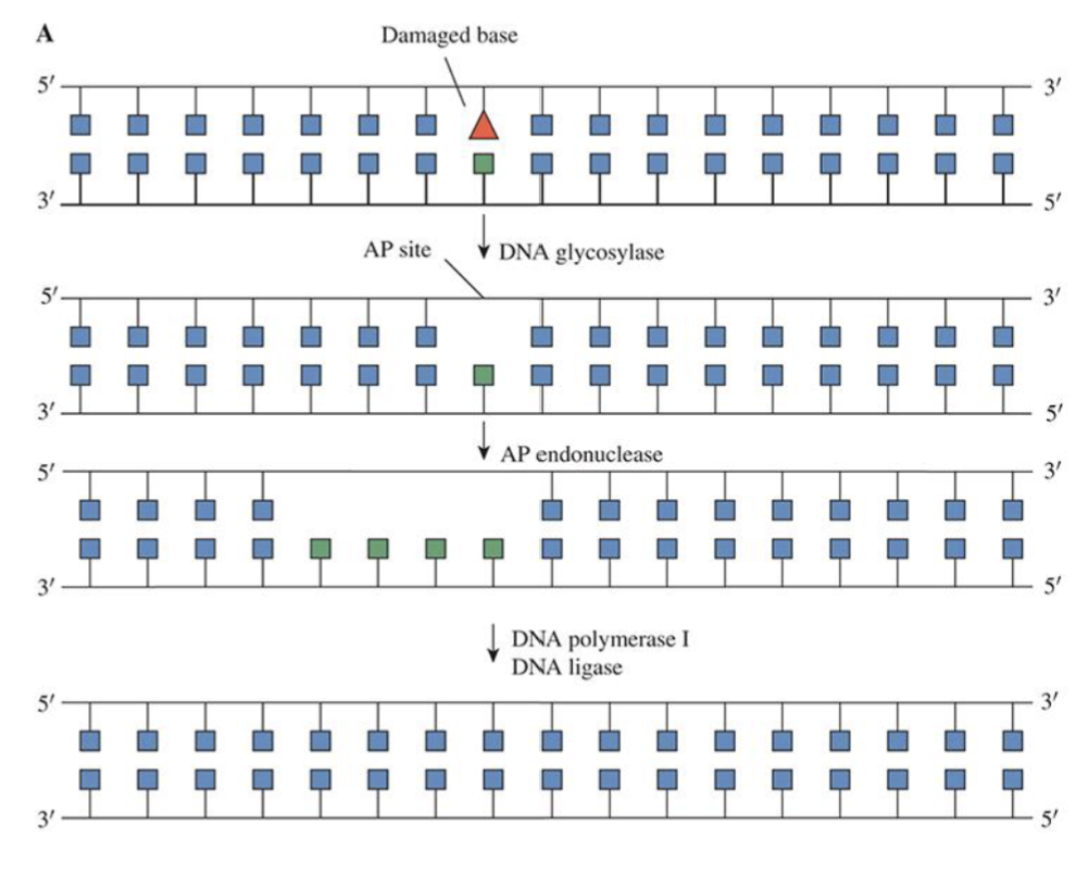 <p>Removal and replacing damaged bases</p><p>OGG1 recognizes and removes damaged bases → creates gap in DNA (AP site) → AP endonuclease cleaves gap → Gap filled by DNA polymerase and sealed by DNA ligase </p>