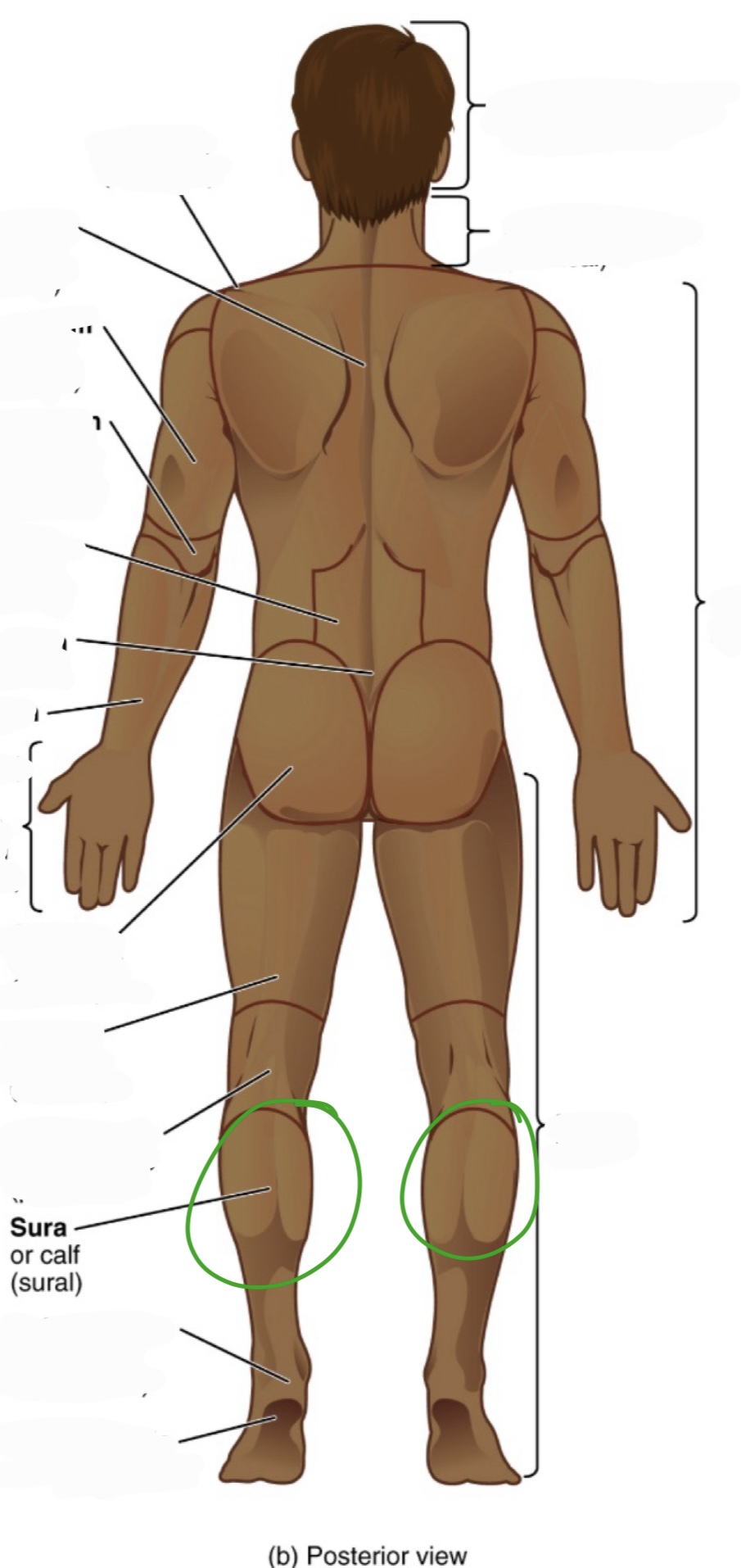<p>calf</p><p>(aka sural)</p>