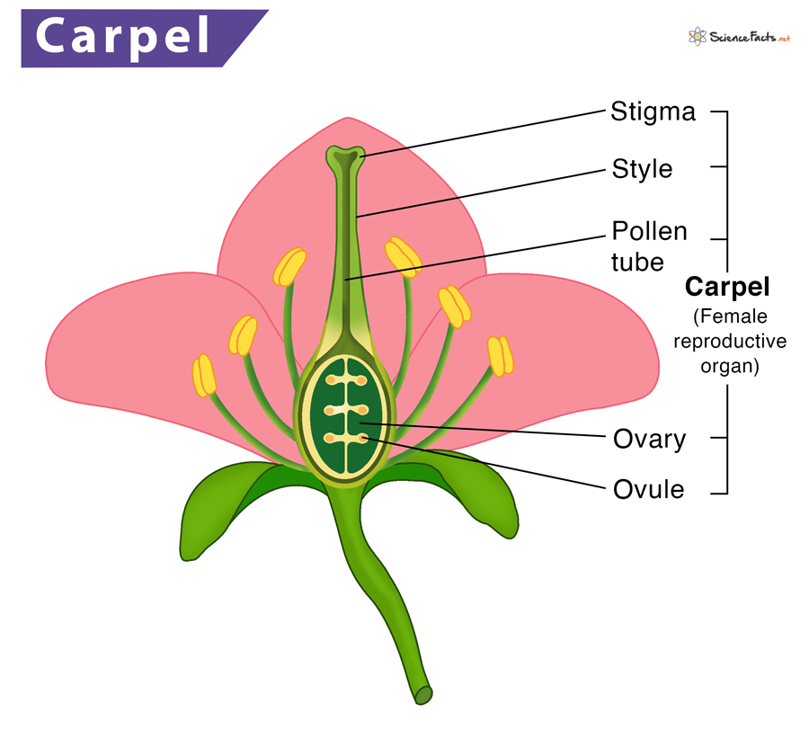 <p><strong>Female</strong> part of flower (consists of stigma, style & ovary):</p><ul><li><p>stigma is sticky, so pollen can adhere</p></li><li><p>style leads to ovary</p></li><li><p>ovary contains many ovules</p></li></ul><p></p>