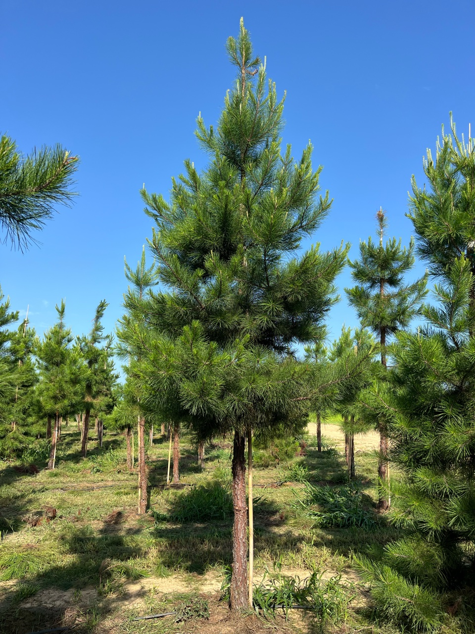 <p><em>Pinus echinata</em> (Shortleaf Pine)</p>