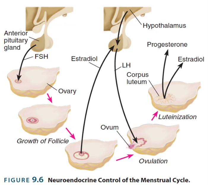 <p>Four week cycle- not sesnal breeders unlike outher animals </p><p>Intractions between hypothalumas pituatry and </p><p>Graph of four different hormones </p><p>Folcule grows with stimulation of fsh wicth produces estridile </p><p>When hits certain level witch estridile </p><p>still a feed back loop but slower (around 28 days )</p>