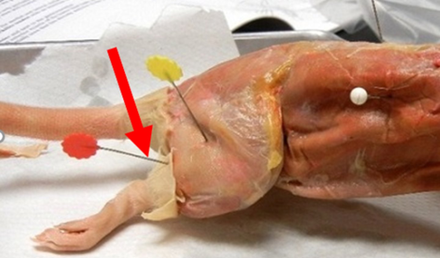knowt flashcard image