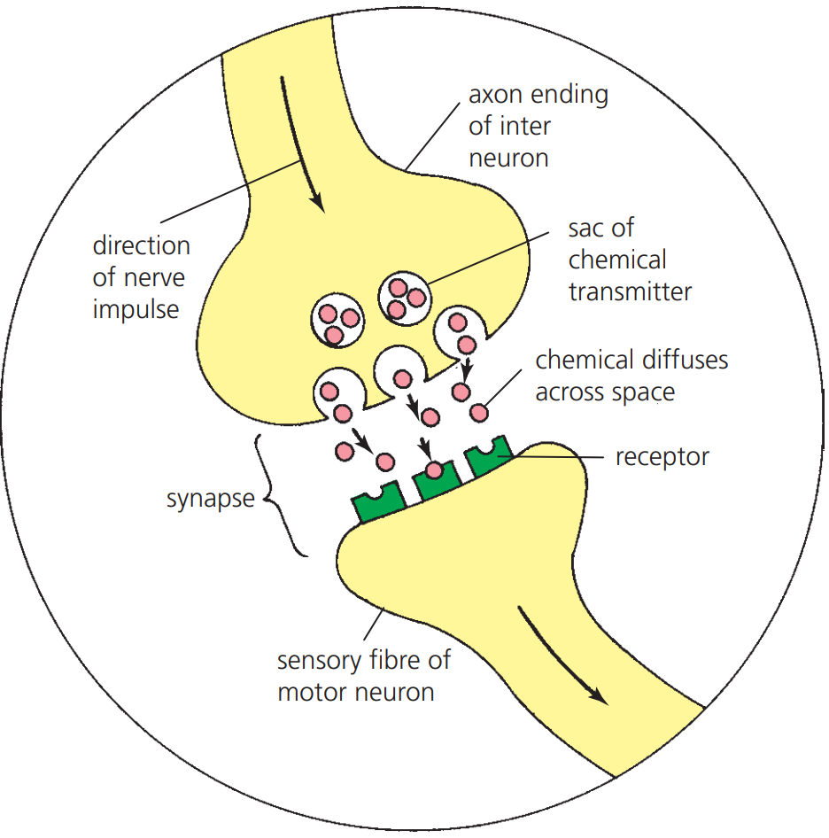 <p>Chemicals at connections pass information from one neuron to another through sensory neurons to the central nervous system (CNS). Interneurons help streamline these responses.</p>