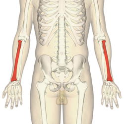 <ul><li><p><strong>Location:</strong> Lateral (thumb side) bone of the forearm. &nbsp;</p></li><li><p><strong>Shape:</strong> Shorter and thicker </p></li></ul><p></p>