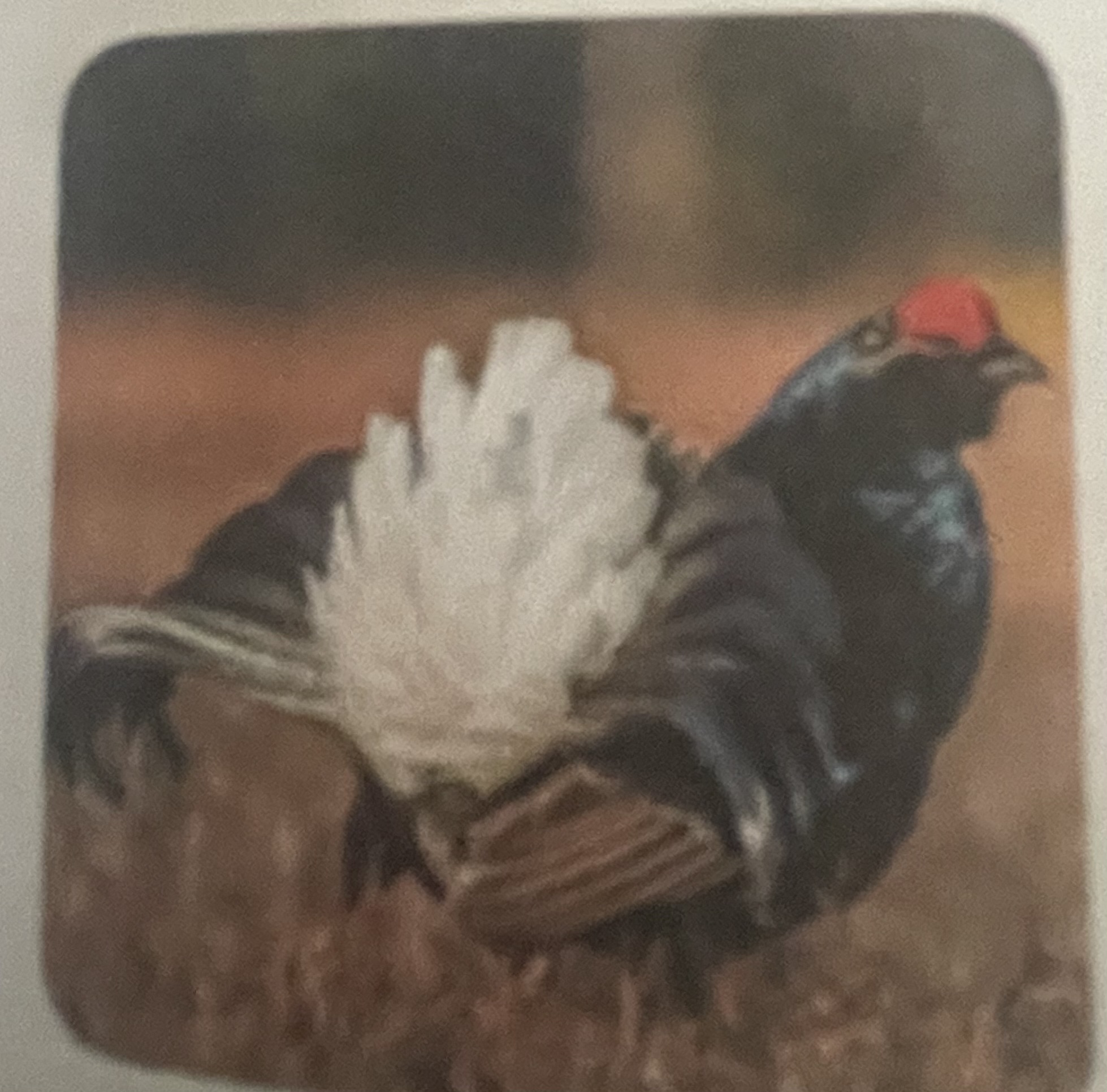 <p>mikä eläin</p>