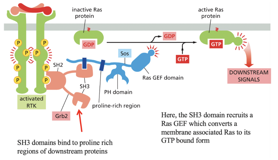 <p>monomeric GTPase that mediates signaling by most RTKs</p><ul><li><p>next to RTK→ SH2 domains (which has SH3 domains attached) bind to proline rich regions of downstream proteins</p></li><li><p>then, Sos (contains pH domain that recognizes specific phospholipids) binds to the SH3 domain and activates Ras (gives it GTP)</p><ul><li><p>via recruitment of Ras GEF</p></li></ul></li></ul><p>Ras activates a <strong>kinase cascade via activating MAP Kinase signaling module</strong></p><ul><li><p>this signal can be amplified at each step <em>if the components of the cascade are not bound to a scaffold</em></p><ul><li><p>Scaffold proteins reduce cross-talk btwn different MAP Kinase modules (ex. binding kinase A onto a scaffold ensures it only acts in pathway initially activated)</p></li></ul></li></ul><p></p>