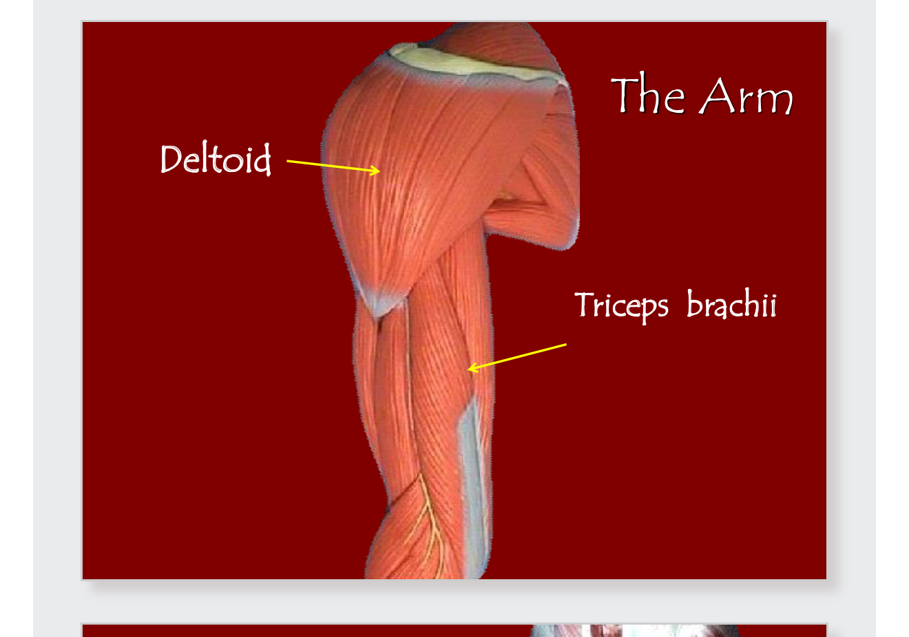 <p>Triceps Brachii</p>