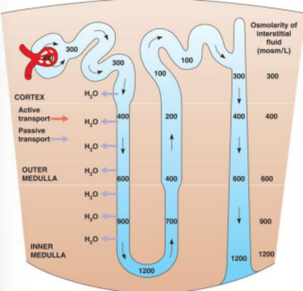 <p>Become more salty (hyperosmotic)</p>