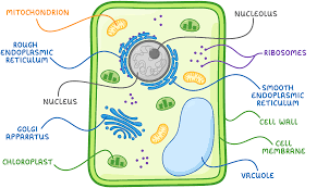 <p>2 key differences:</p><ul><li><p>Cell walls are made of chitin, not cellulose.</p></li><li><p>They don’t have chloroplasts.</p></li></ul><p></p>